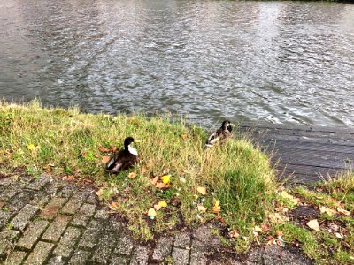 Ducks, Delftweg, Delft, Zuid-Holland, Nederland 