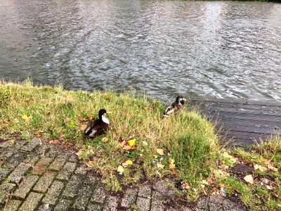 Ducks, Delftweg, Delft, Zuid-Holland, Nederland photo