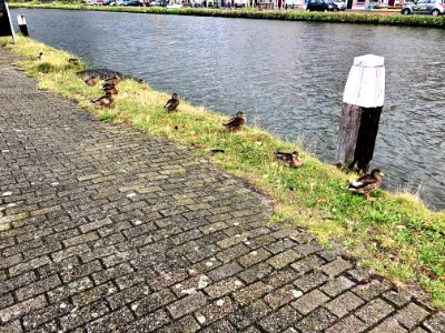 Ducks, Delftweg, Delft, Zuid-Holland, Nederland 