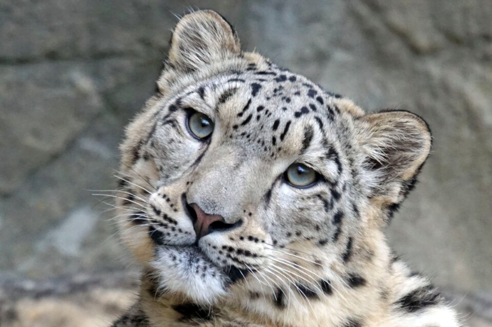 Predator carnivores big cat