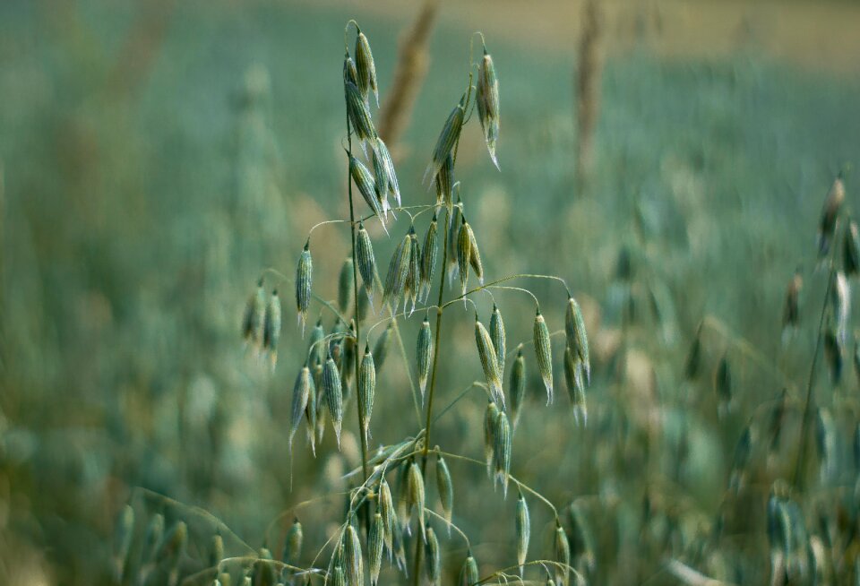 Green agriculture tillage