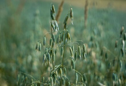 Green agriculture tillage