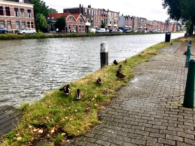 Ducks, Delftweg, Delft, Zuid-Holland, Nederland 