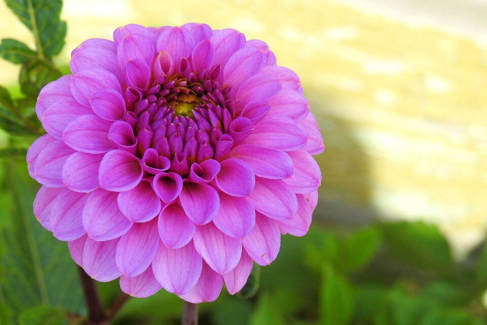 Bloom flower garden