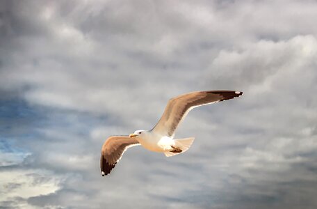 Seagull algarve portugal photo