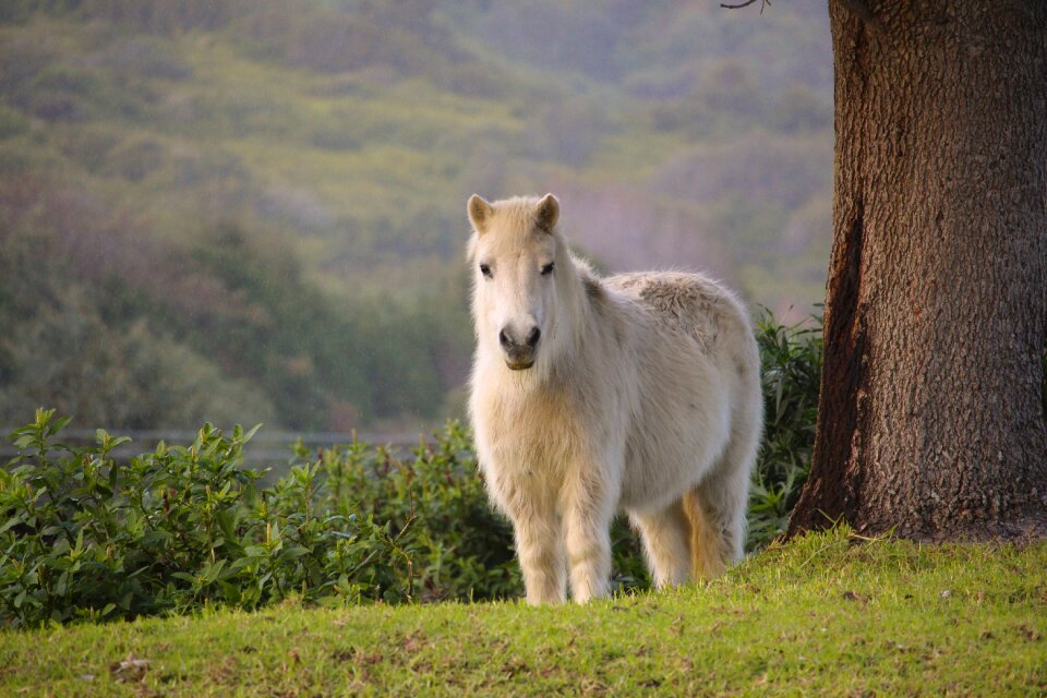 Nature horse green