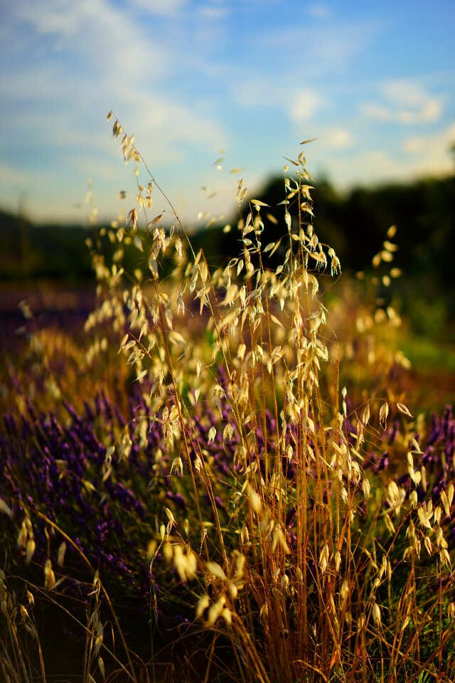 Field agriculture pet food
