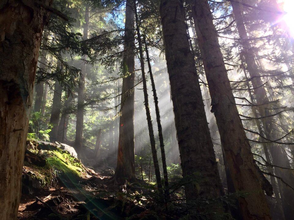 Nature foggy tree photo