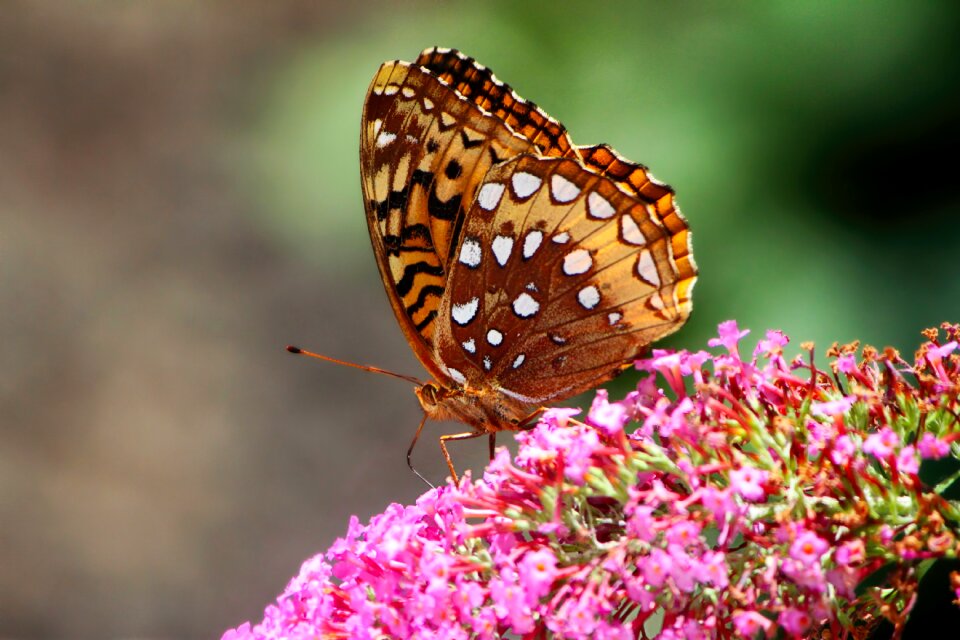 Fritillary nature brown butterfly