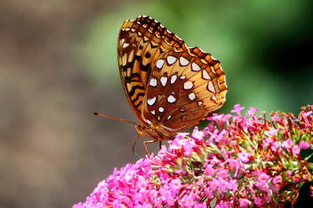 Fritillary nature brown butterfly photo