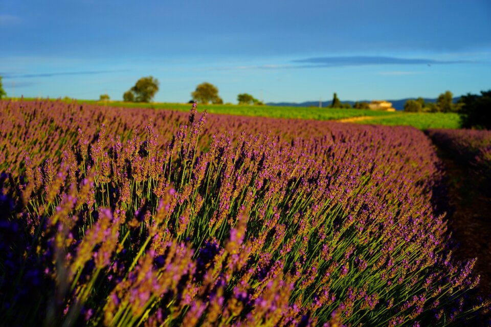 Lavender flowers blue flowers