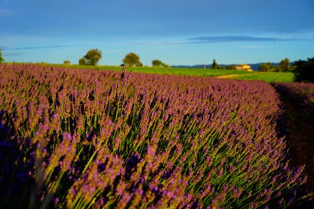 Lavender flowers blue flowers photo