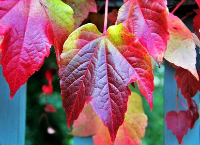 Colorful leaves fall color autumn