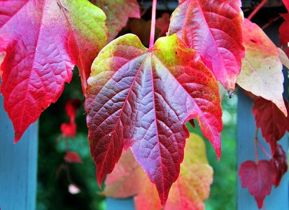 Colorful leaves fall color autumn photo