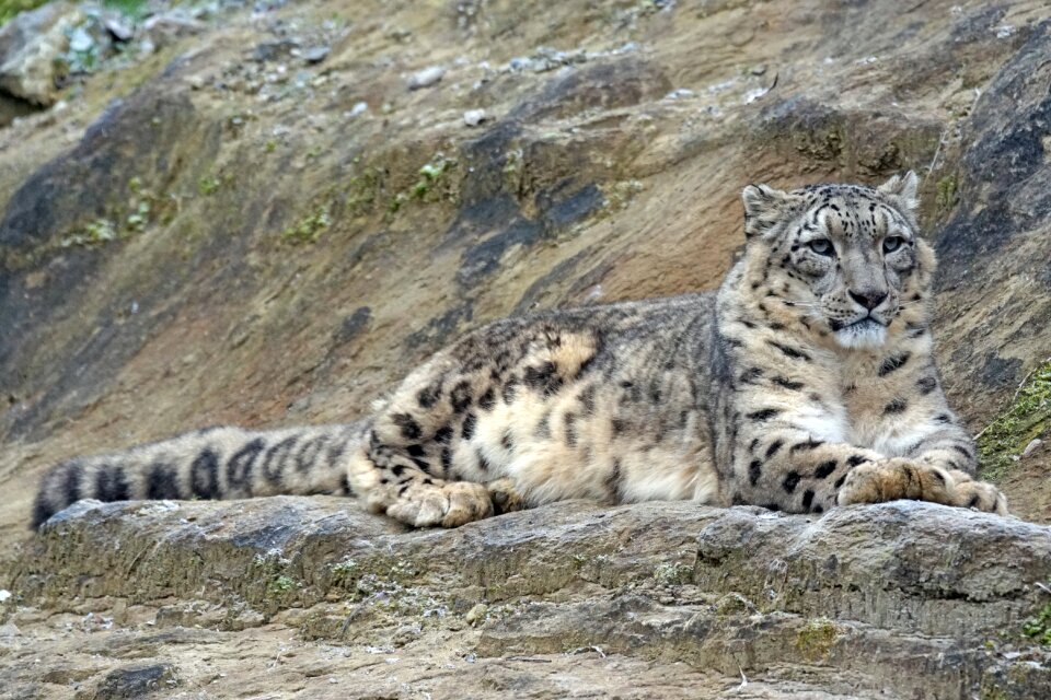 Predator carnivores big cat