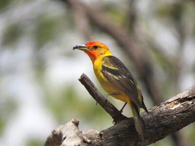 Hiking grand canyon wildlife