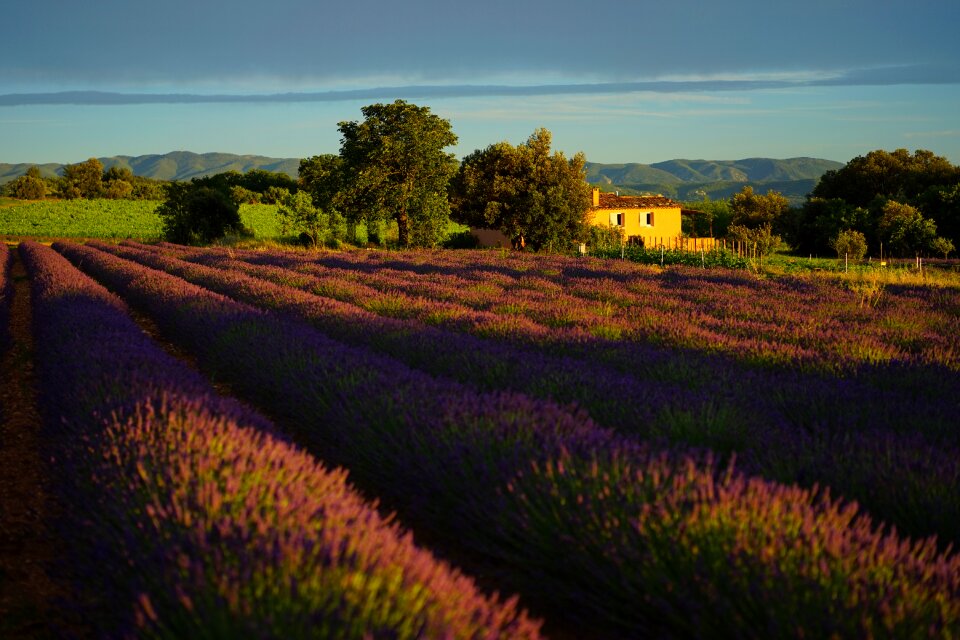 Lavender flowers blue flowers