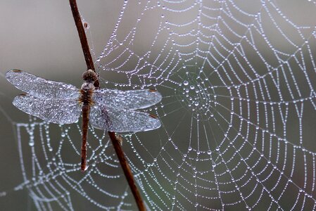 Morning insect dewdrops photo