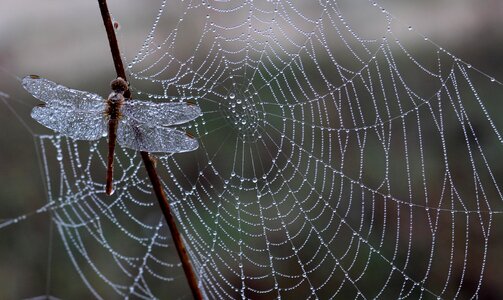 Morning insecta drops
