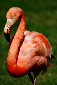 Stately pink poultry