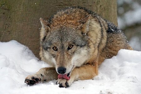 Dangerous cold leitwolf