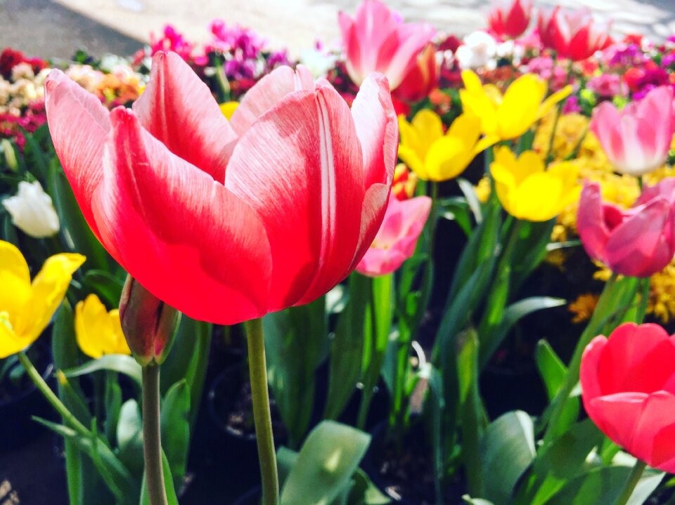 Red flower colours