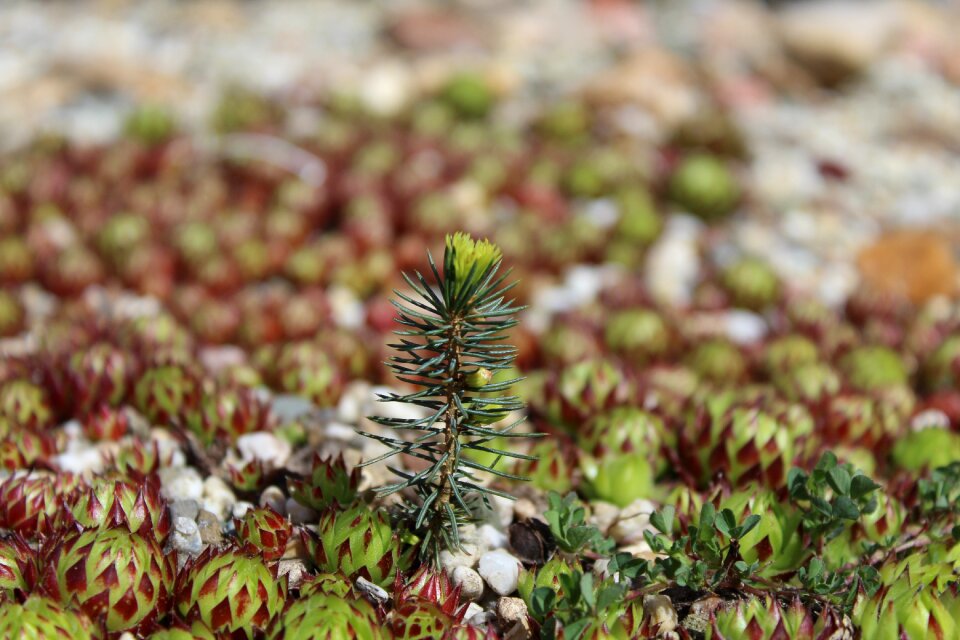 Stone garden green plant