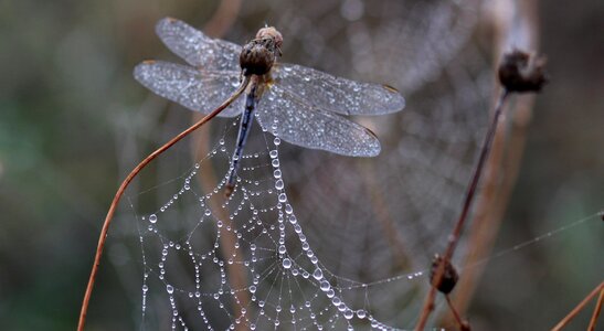 Morning insecta drops