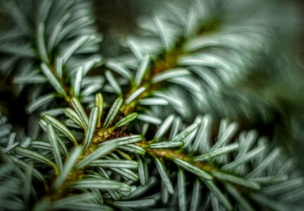 Christmas tree nature