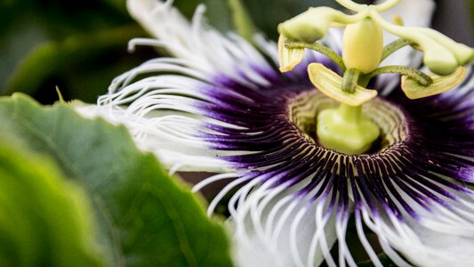 Floral close plant