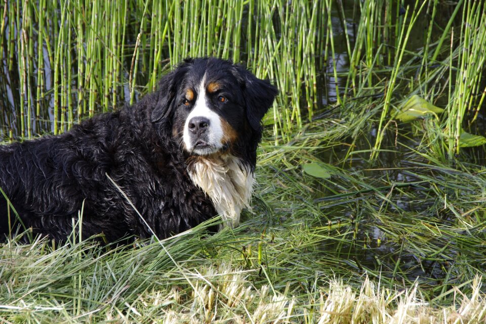 Summer bernese water