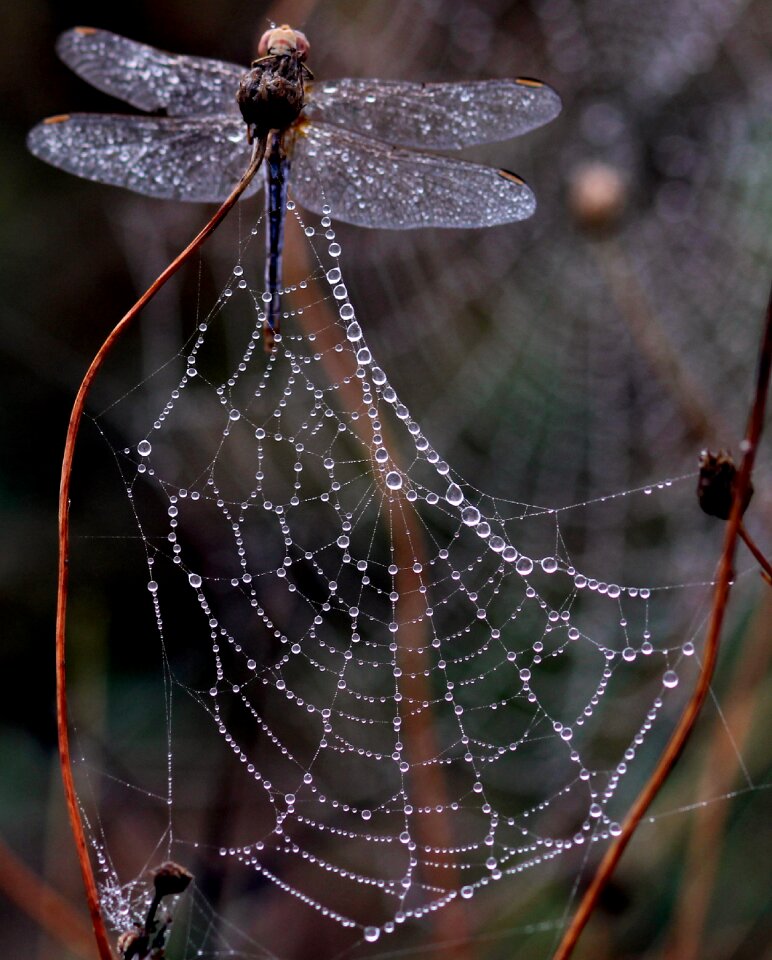 Morning insecta drops