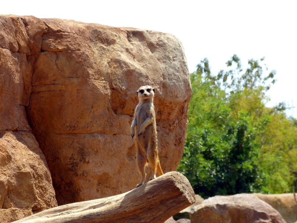Animal world nature wild animal