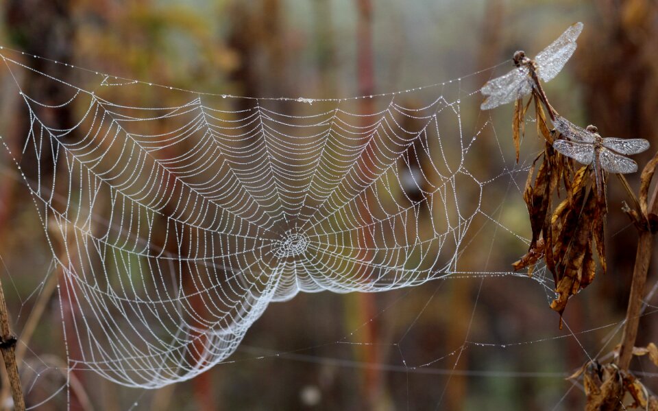 Morning insecta drops