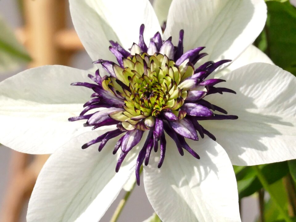 Bloom climber plant violet