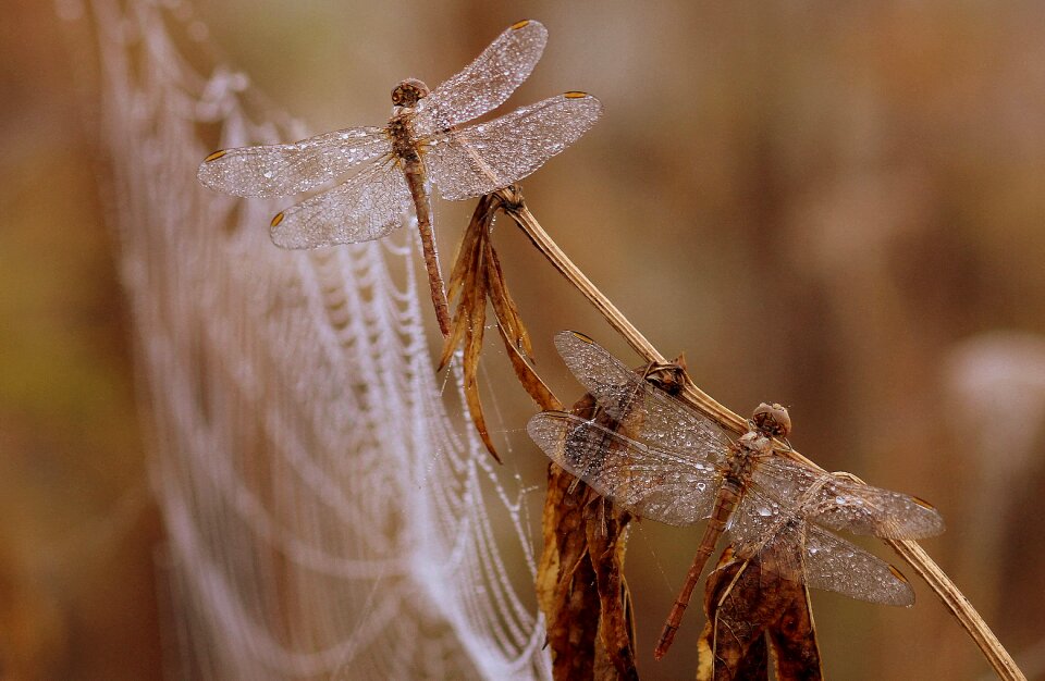 Morning insecta drops