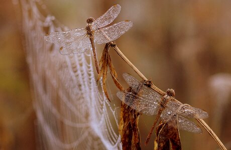Morning insecta drops