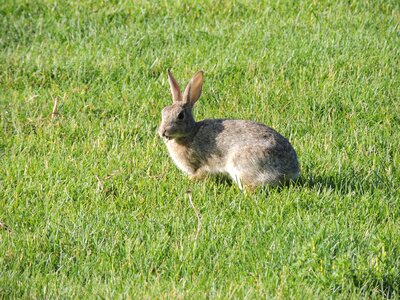 Grass animal green rabbit photo