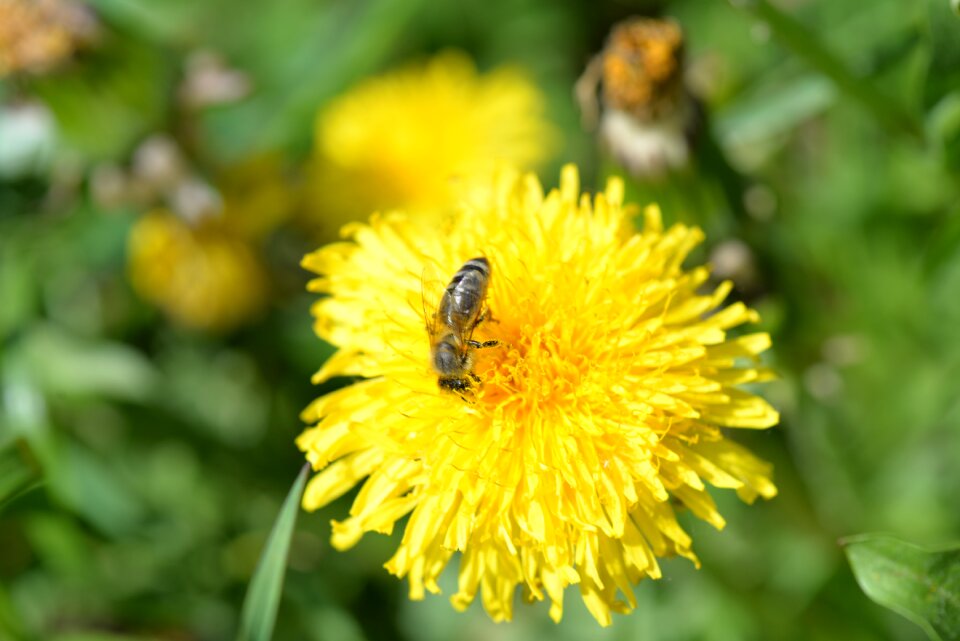 Dandelion pollination spring