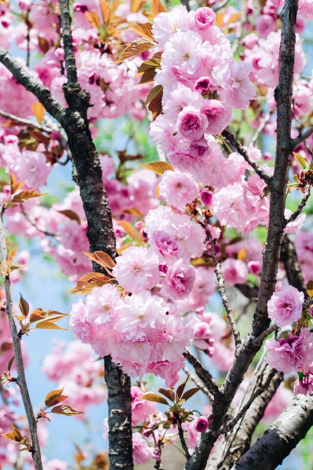 Pink flower natural spring