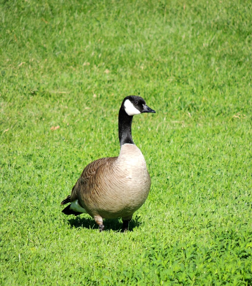 Canadian snow bird