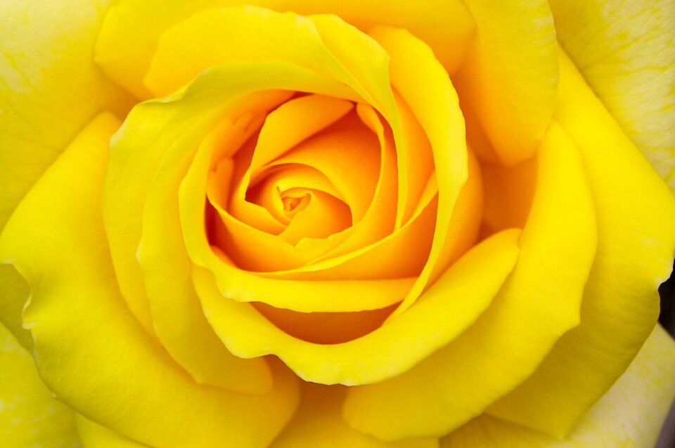 Bloom macro summer flower