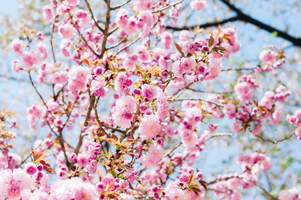 Pink flower natural spring