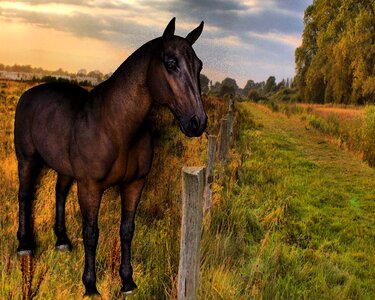 Paddock morning sun horse head photo