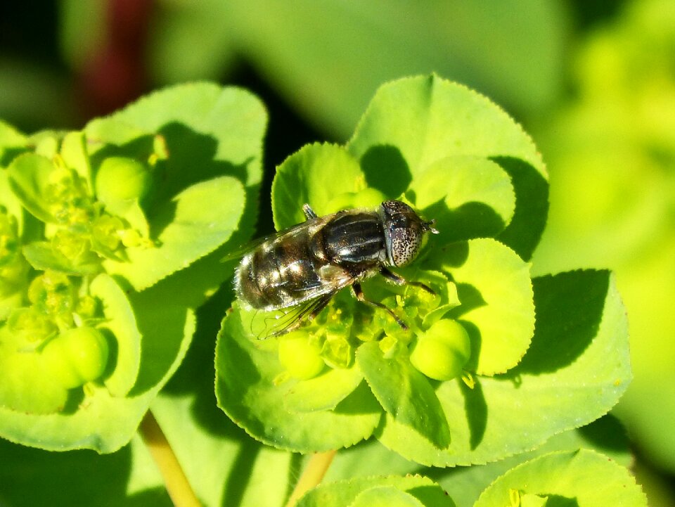 Flower libar eyes compounds