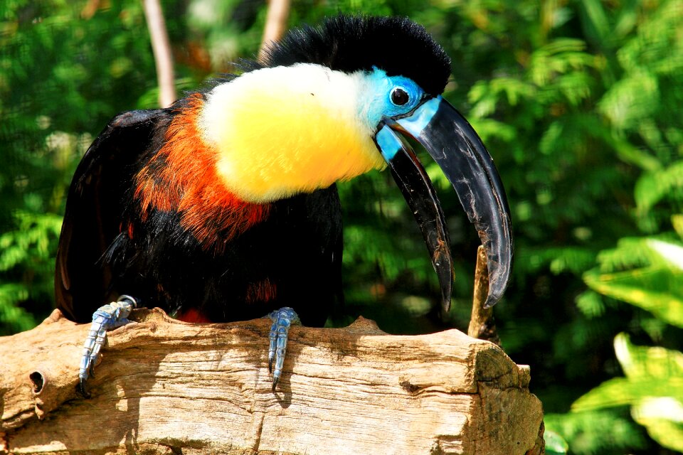 Funny plumage nature