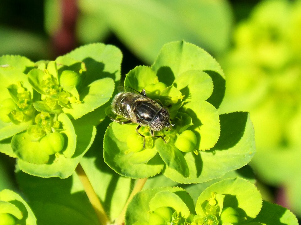 Libar eyes compounds volucella inanis