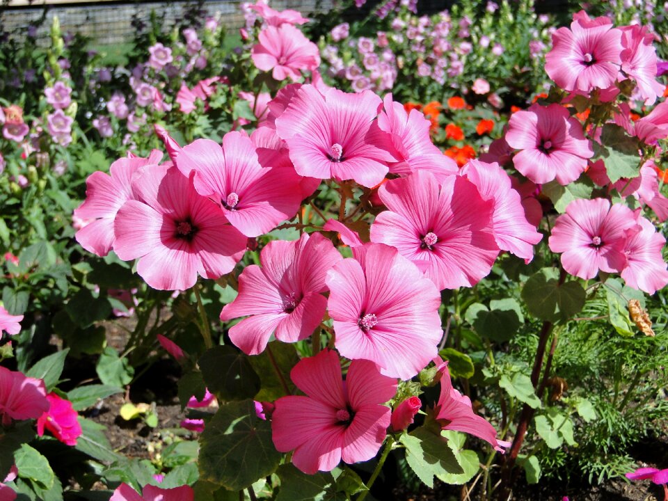 Garden show flowers beautiful