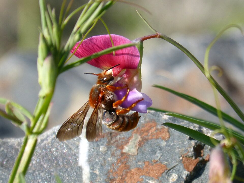 Smell pea flower flying insect