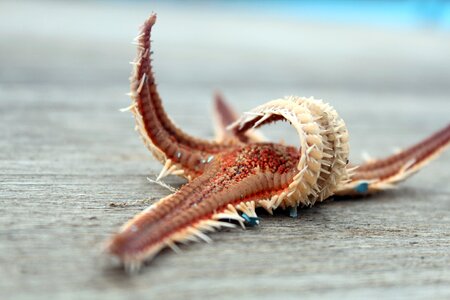 Port scent of the sea sea